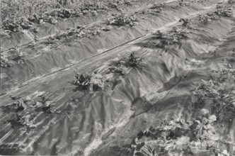 Mulch with plastic materials