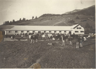 Experimental Mountain pasture the stable