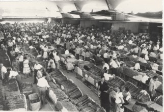 Flower market in Pescia