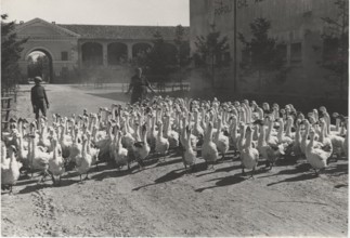 Gooses in Vercelli countryside
