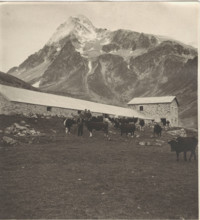 Alpin pasture