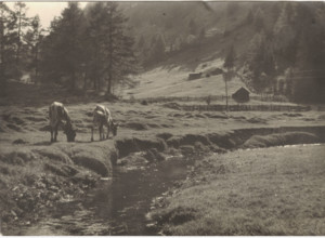 Mountain pasture. Riva di Tures,