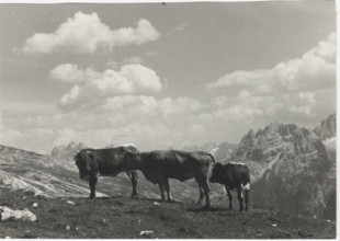 Mountain pasture on the slopes of Picco di Vallandro