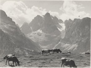 Mountain pasture on Monte Spinale. Madonna di Campiglio, Italy