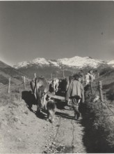 Animals headed to an alpin pasture on Monte Spinale. Santa Caterina Valfurva, Italy