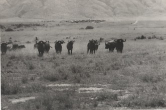 Buffalos. Virunga National Park, Congo