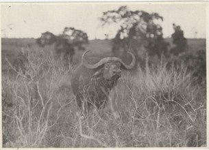 Buffalos. Virunga National Park, Congo