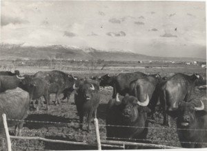 Buffalos behind a fence