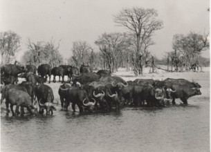 Buffalos. Hwange National Park, Zimbabwe.