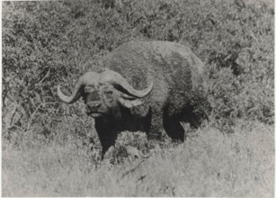 A closeup of an old bull buffalo covered with mud after rolling in marshy ground