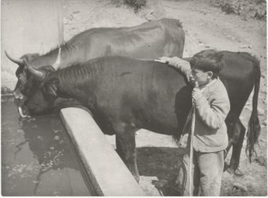 Oxes at the drinking trough