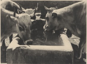 Oxes at the drinking trough