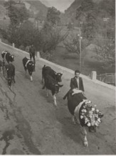 Cows coming back from the alpin pasture. The queen, with a crown, leads the group
