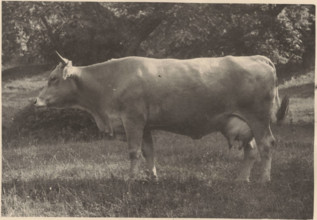 Cow