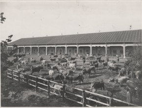 Dairy cattle. Lodi, Italy