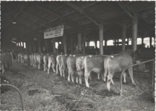 Experimental Farm Visignolo dairy cattle in the stable. Vaisio, Italy.