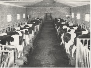 Dairy cattle. Maremma, Italy
