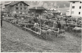 Cattle fair. San Nicolò di Comelico, Italy.