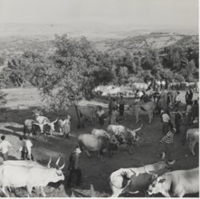 Cattle fair. Scansano, Italy