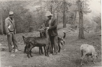 Goats in Camporcher, Valle d'Aosta Region, Italy