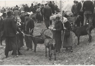 Cattle fair. Pont Saint Martin, Italy