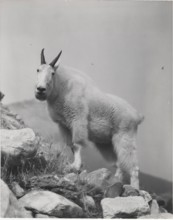 Mountain goat
