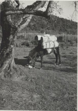 Donkey. Montefiascone, Italy