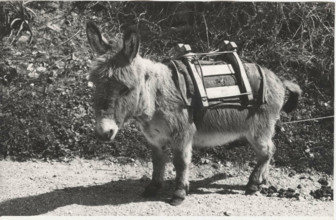 Donkey. Seuolo, Italy