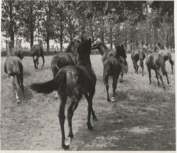 Horse farm in Mantua