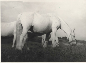 Lipizzan horse