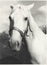 Lipizzan horse