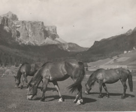 Horses grazing in Alpe di Siusi, Italy
