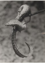 A moray eel hit with an harpoon. Egypt,
