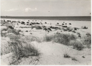 Coastal dunes