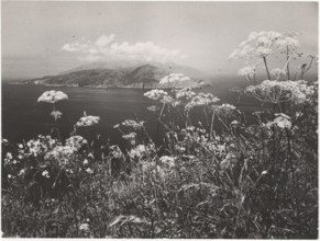 Blossom on Amalfi Coast