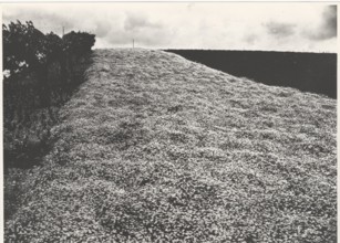 Chamomile field in Appignano, Italy,