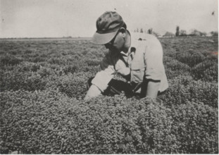 An agronomist controlling some marjoram plants