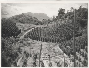 A pepper garden in Sarawak, Borneo