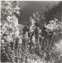 Blooming valerian. Monte Baldo, Italy,