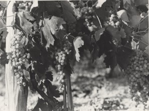 Bunches of Verdicchio grapes in Jesi, Italy,