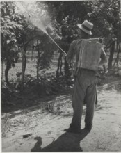 Disinfestation of a vineyard with pesticides