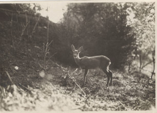 A roe deer