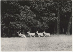 Red deers in a Czech reserve