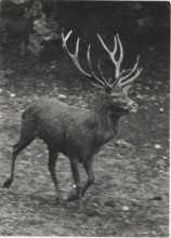 A deer in Salzburg Alpenzoo