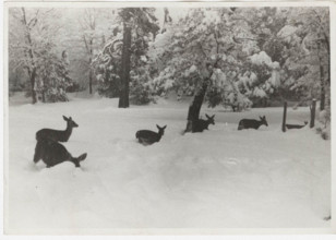 Deers in California, United States,