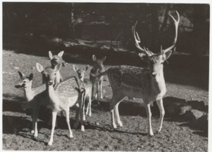 A male deer with young specimens