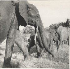 An herd of elephants in the Elephants'School of Gangala na Bodio, Congo,