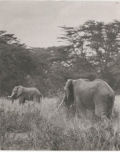 Elephants in Somalia,