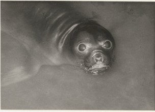 An elephant seal in Antwerp Zoo