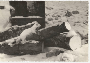 Ermine of the Alps. Pian Cavallo, Italian Alps,